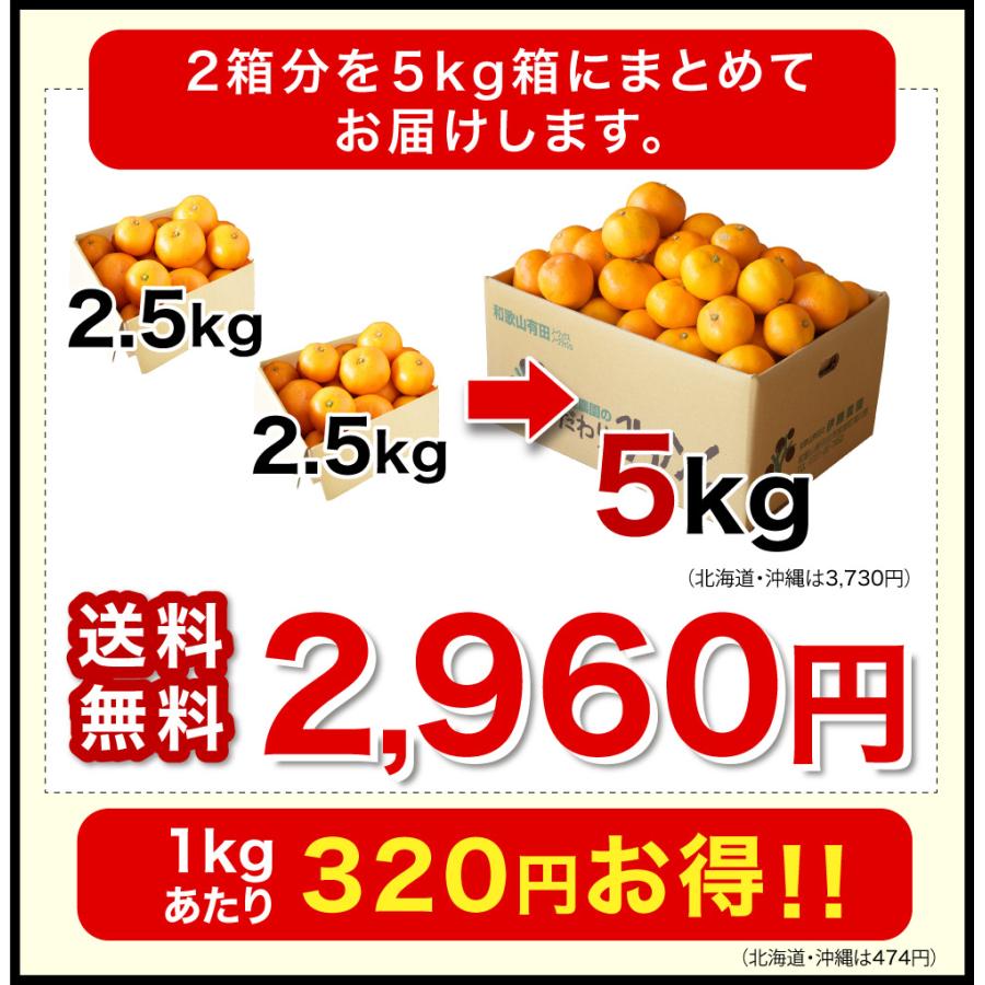 伊藤農園 みかん 訳あり 2.5kg 送料無料 和歌山 自宅用 大玉 大粒 2L