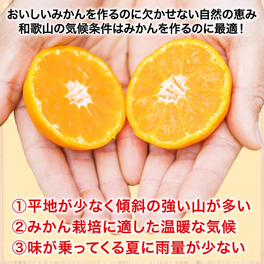 伊藤農園 みかん 訳あり 5kg 送料無料 和歌山 自宅用 大玉 2Lサイズ