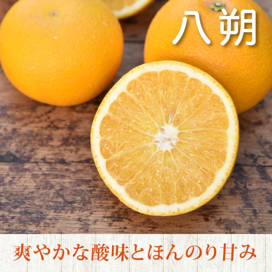伊藤農園 八朔 はっさく 訳あり 5kg 和歌山みかん ハッサク 旬 みかん