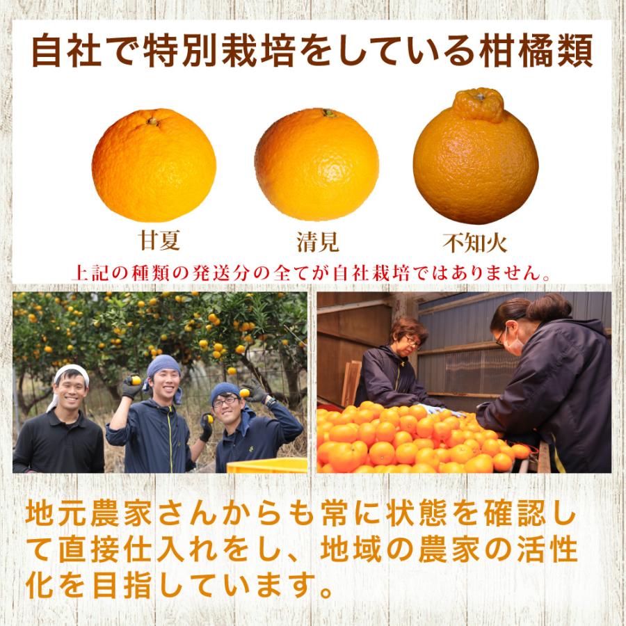 伊藤農園 八朔 はっさく 訳あり 5kg 和歌山みかん ハッサク 旬 みかん