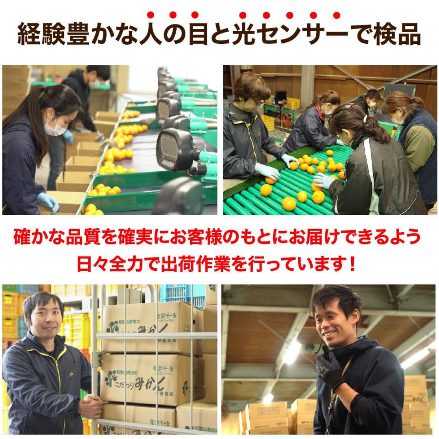 甘夏 あまなつ 訳あり 5kg 和歌山みかん アマナツ 旬 みかん 自宅用 送料無料 箱買い 防腐剤 不使用 北海道 沖縄 送料 770円｜ito-noen｜11