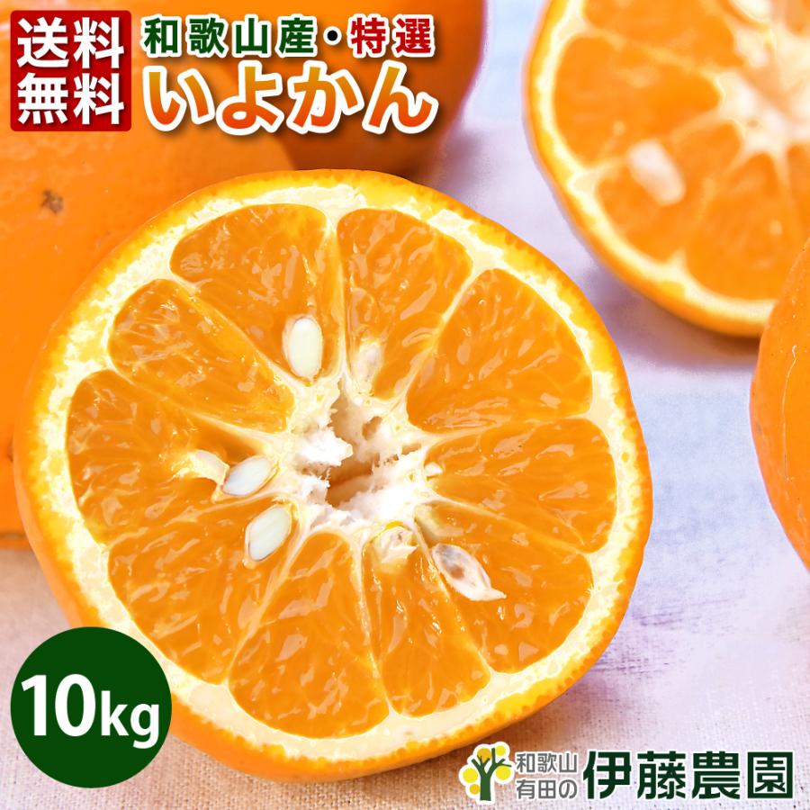 伊予柑 いよかん 10kg 和歌山みかん イヨカン 美品 贈答用 旬 みかん 送料無料 箱買いギフト 北海道 沖縄 送料 770円 314 2 伊藤農園 ジュースと果実 Yahoo 店 通販 Yahoo ショッピング
