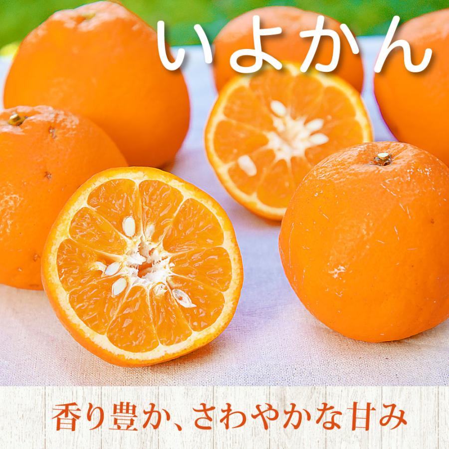 いよかん 伊藤農園 伊予柑 いよかん 訳あり 5kg 和歌山みかん イヨカン 旬