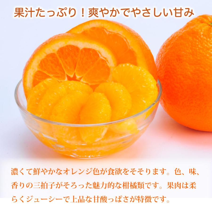 伊藤農園 伊予柑 いよかん 訳あり 5kg 和歌山みかん イヨカン 旬