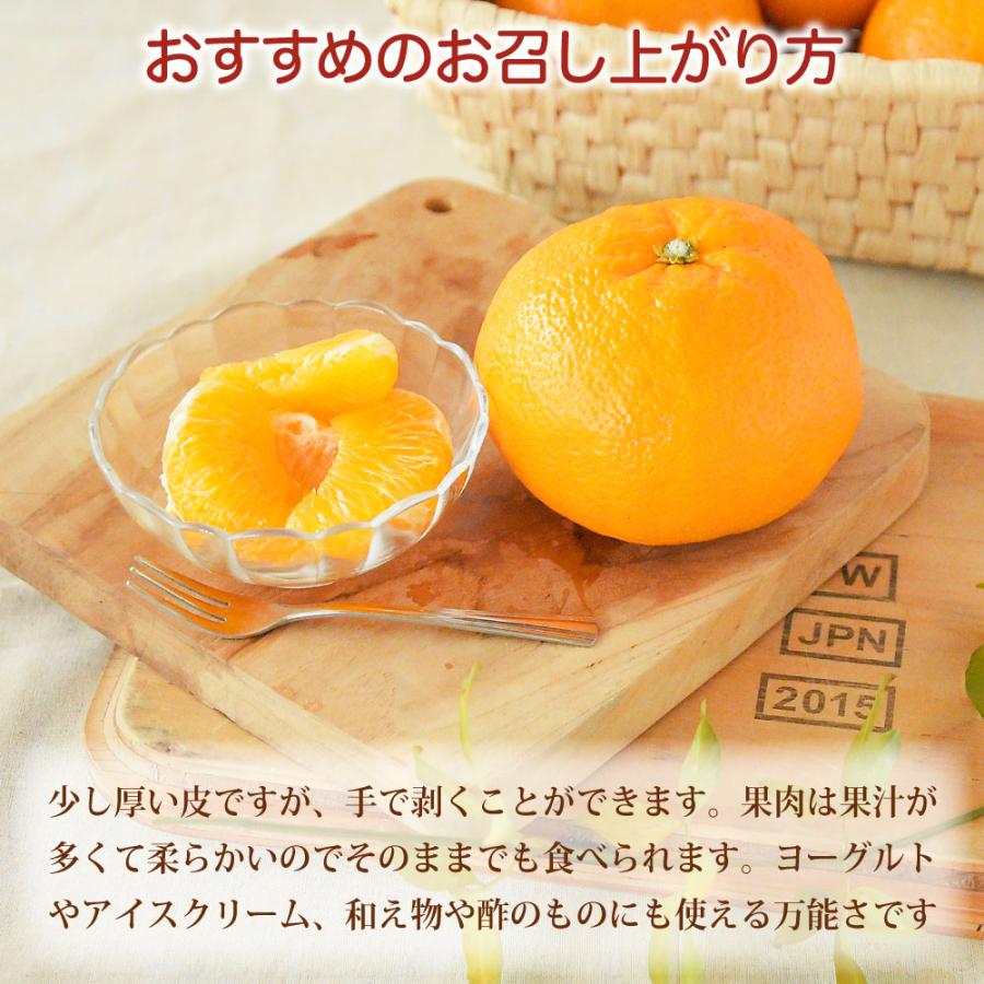 伊藤農園 伊予柑 いよかん 訳あり 5kg 和歌山みかん イヨカン 旬