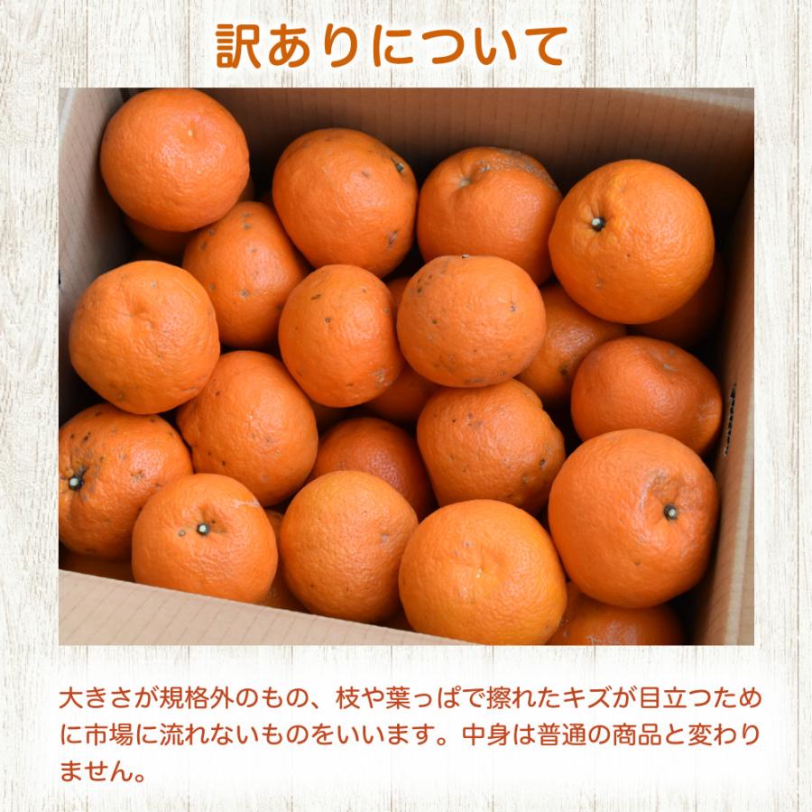 伊藤農園 お中元 伊予柑 いよかん 訳あり 5kg 和歌山みかん イヨカン