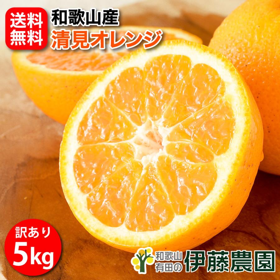 伊藤農園 清見 きよみ 訳あり 5kg 和歌山みかん キヨミ 清見 伊藤農園 清見 きよみ 訳あり 5kg 和歌山みかん キヨミ 清見