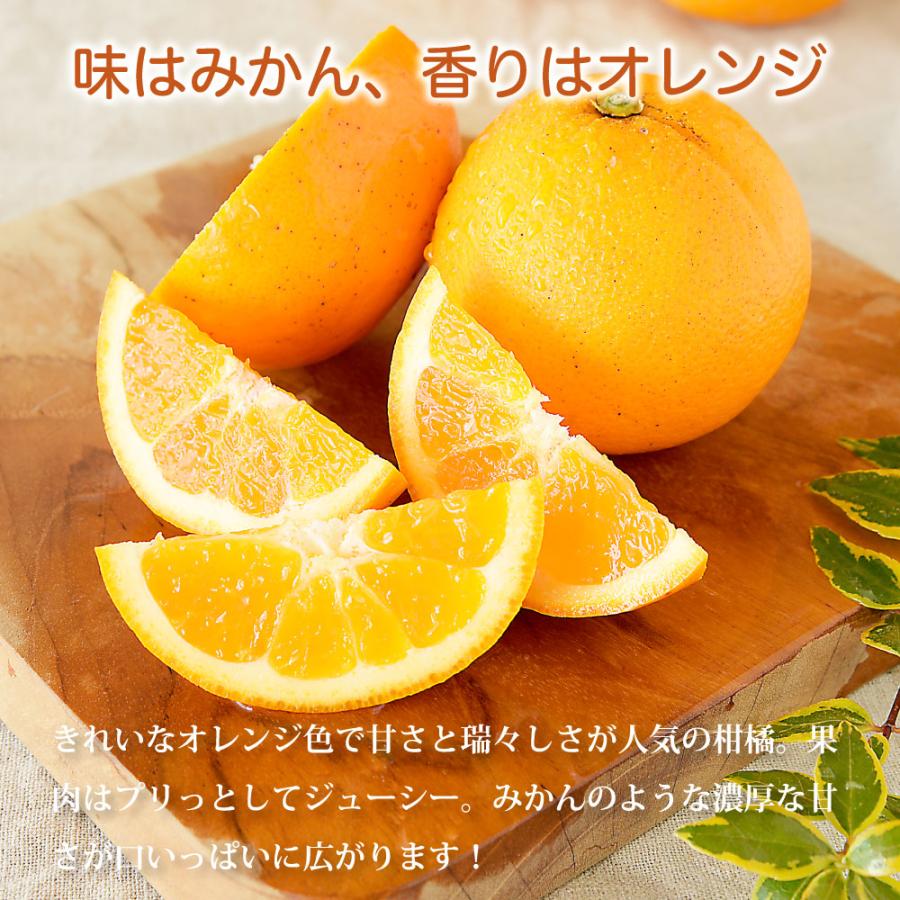 伊藤農園 清見 きよみ 訳あり 5kg 和歌山みかん キヨミ 清見オレンジ
