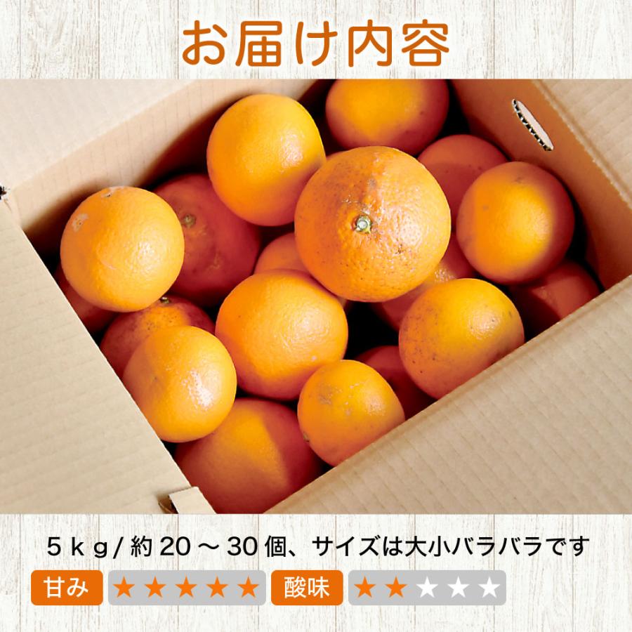伊藤農園 清見 きよみ 訳あり 5kg 和歌山みかん キヨミ 清見オレンジ