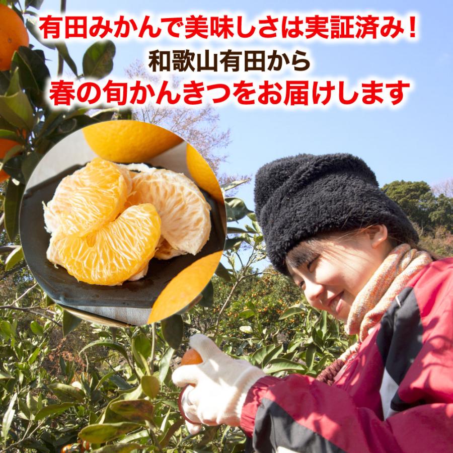 伊藤農園 木成り 八朔 きなり はっさく 訳あり 10kg 和歌山みかん 木