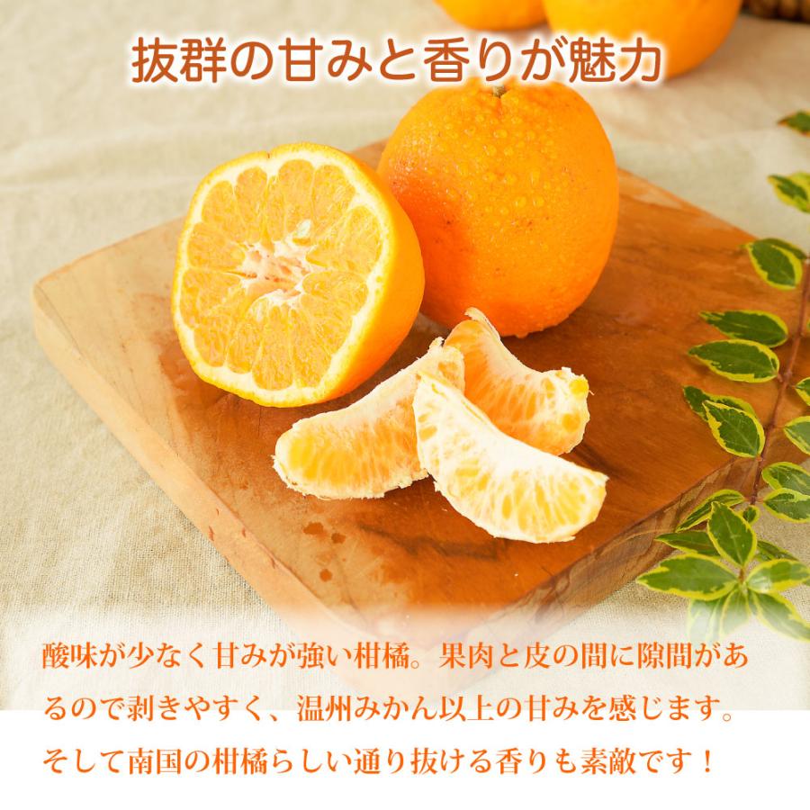 伊藤農園 ポンカン ぽんかん 訳あり 5kg 和歌山みかん 旬 みかん 自宅