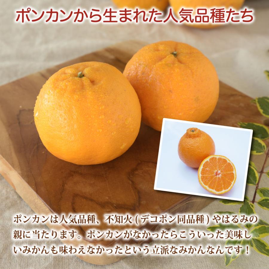 みかん　より味が濃い　ぽんかん　　27 2月上旬より順次発送予定】【春季限定】【順次発送中】ポンカン【家庭