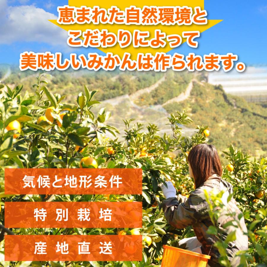 ポンカン ぽんかん 訳あり 5kg 和歌山みかん 旬 みかん 自宅用 送料無料 箱買い 防腐剤 不使用 北海道 沖縄 送料 770円｜ito-noen｜07