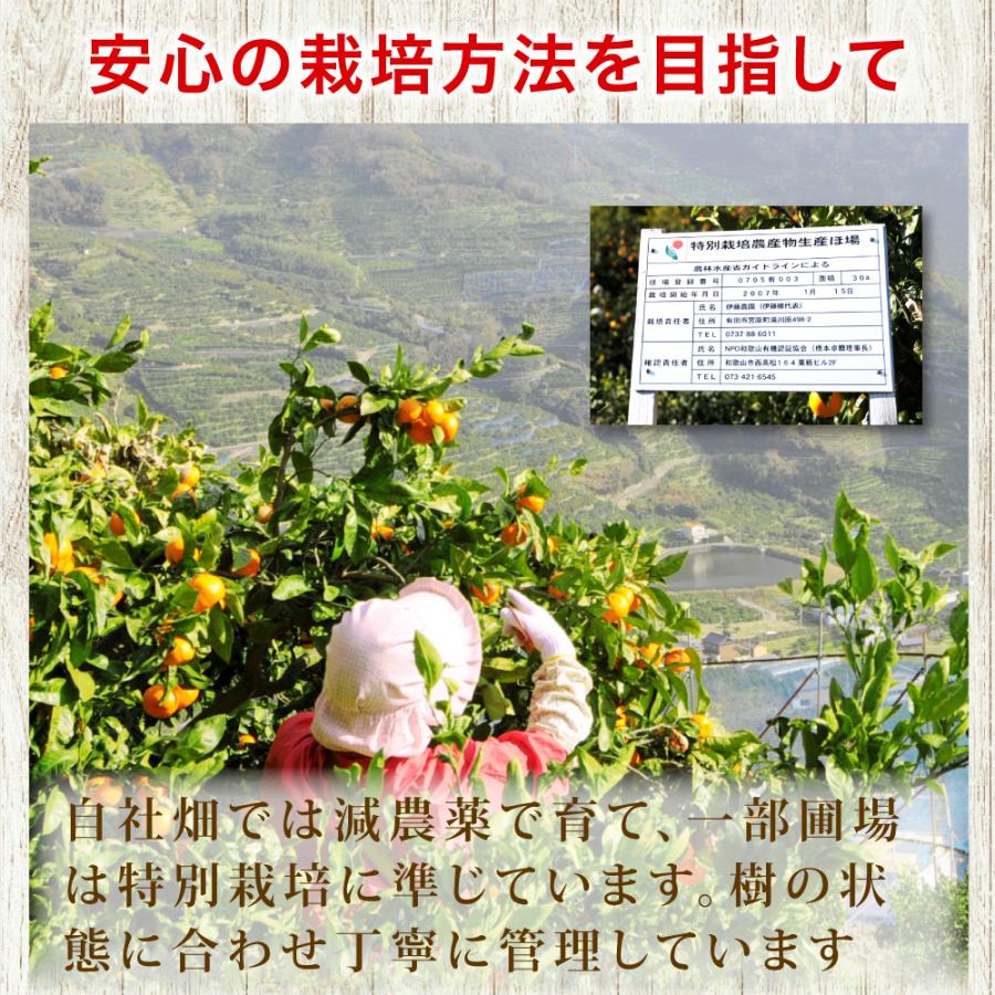 伊藤農園 ポンカン ぽんかん 訳あり 5kg 和歌山みかん 旬 みかん 自宅