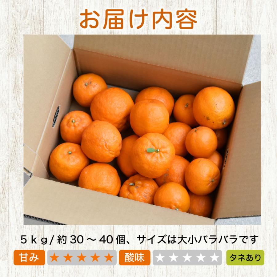 伊藤農園 ポンカン ぽんかん 訳あり 10kg 和歌山みかん 旬 みかん 自宅