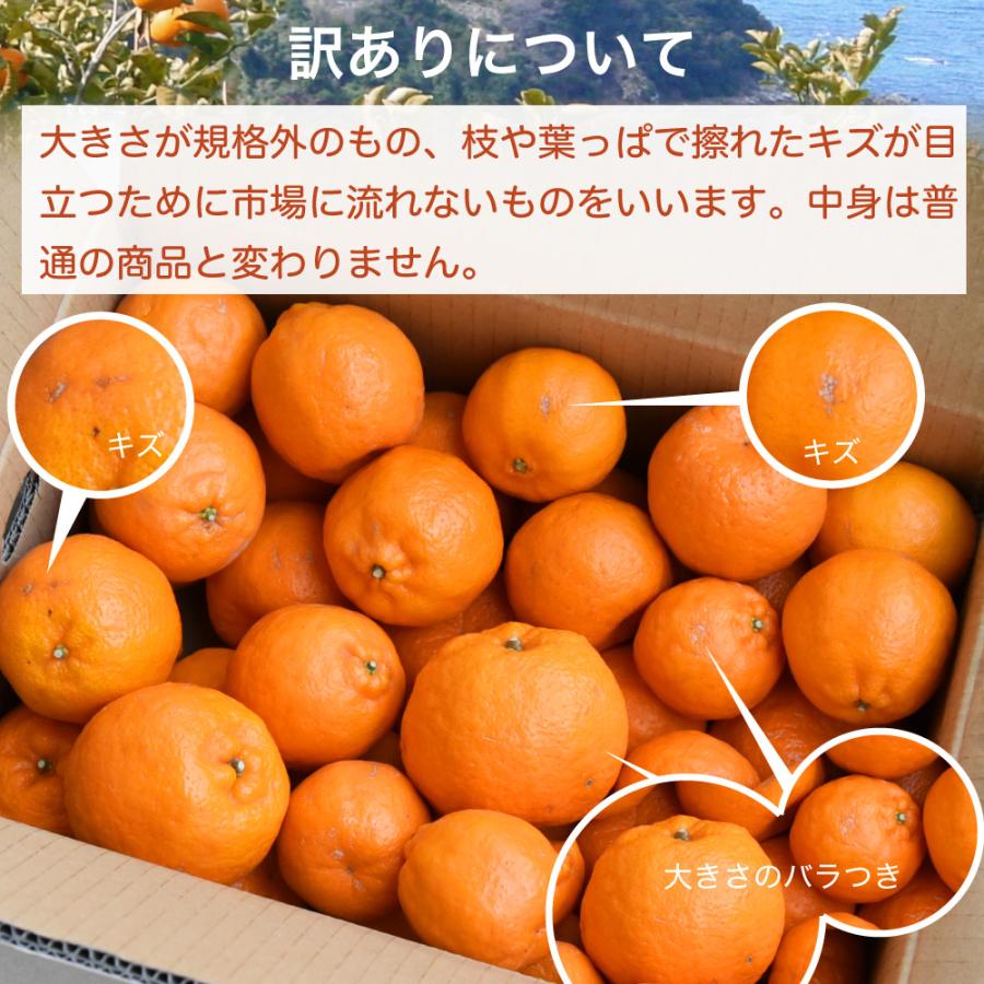 伊藤農園 ポンカン ぽんかん 訳あり 10kg 和歌山みかん 旬 みかん 自宅