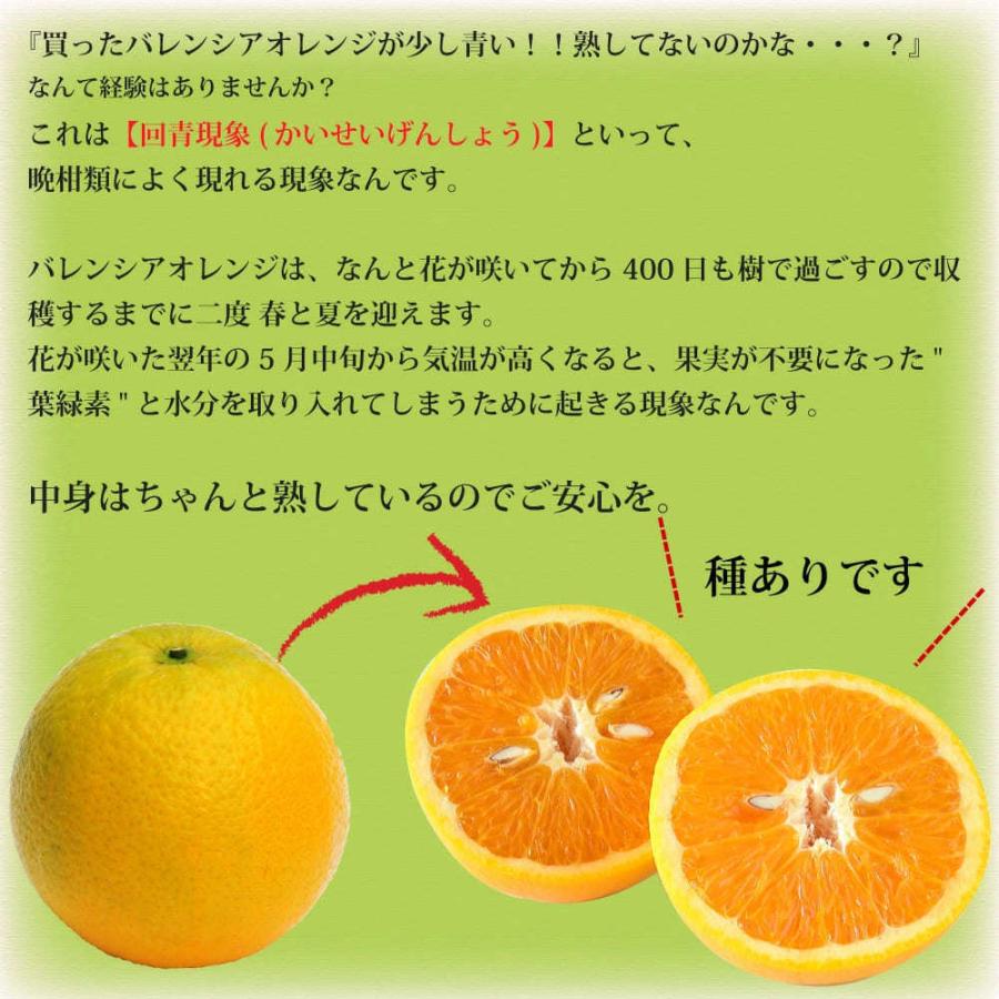 伊藤農園 バレンシアオレンジ 訳あり 10kg 和歌山産 オレンジ 旬