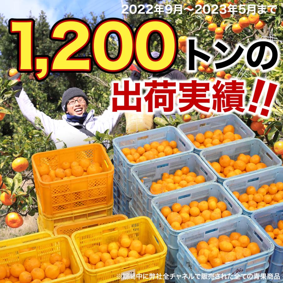 伊藤農園 みかん 不知火 デコみかん デコポン同品種 訳あり 10kg 伊藤農園 みかん 不知火 デコみかん デコポン同品種 訳あり 10kg