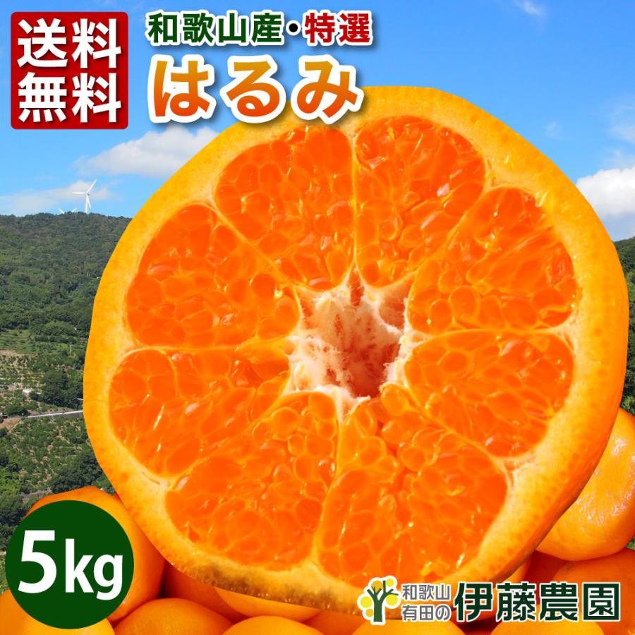 はるみ みかん 5kg 和歌山みかん ハルミ 美品 贈答用 旬 みかん 送料無料 箱買いギフト 北海道 沖縄 送料 770円 323 1 伊藤農園 ジュースと果実 Yahoo 店 通販 Yahoo ショッピング