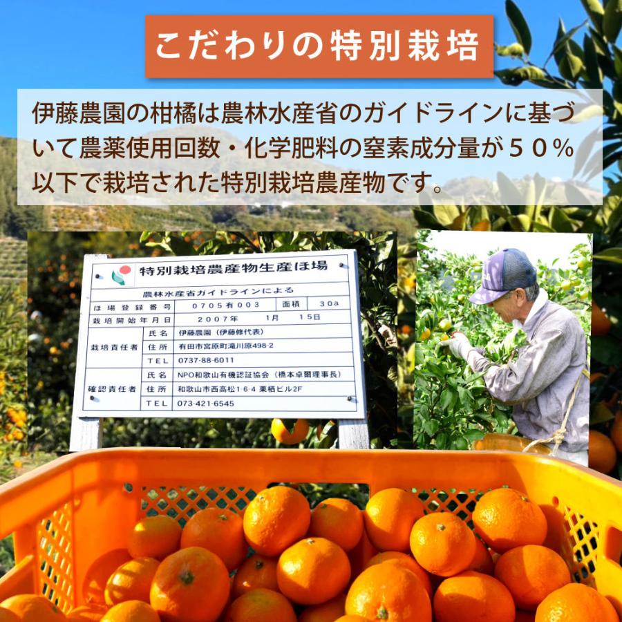 伊藤農園 はるみ みかん 訳あり 10kg 和歌山みかん 旬 みかん 自宅用