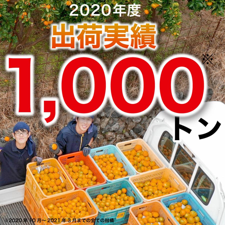 和歌山県由良町産　はるみ　10kg 伊藤農園 はるみ みかん 訳あり 10kg 和歌山みかん 旬 みかん 自宅用