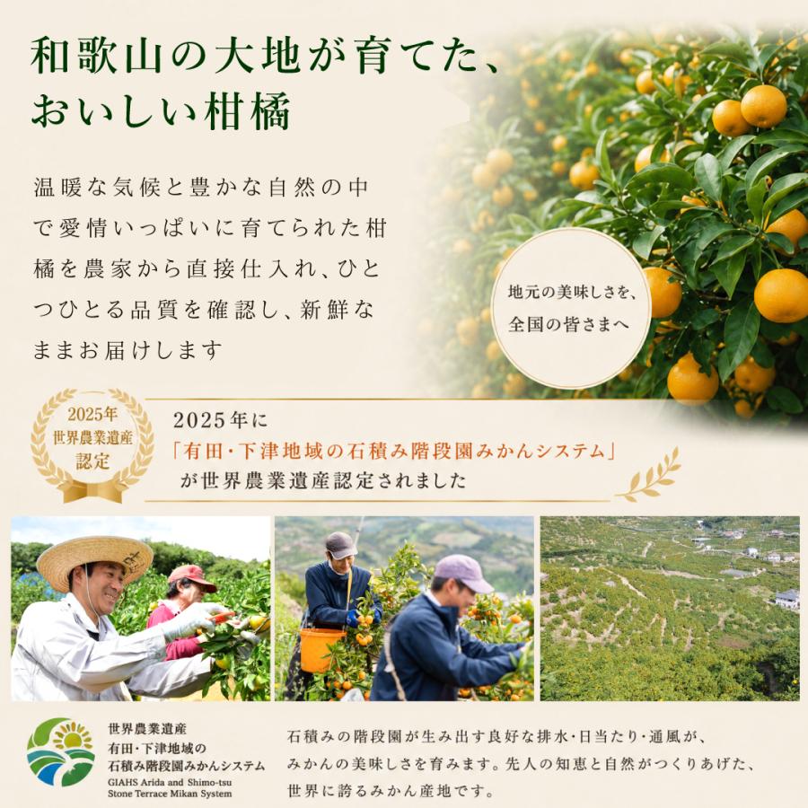お中元  ギフト プレゼント ゼリー みかんゼリー フルーツゼリー スイーツ ゼリー詰め合わせ 150g 8個 パック | 伊藤農園 | 08