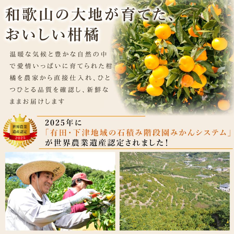 伊藤農園 お中元 ゼリー ジュース みかんジュース フルーツゼリー