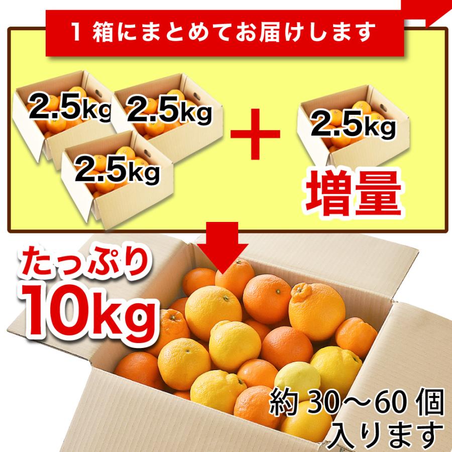 2箱購入で送料無料 柑橘詰め合わせ みかん 2.5kg 福袋 フルーツ 盛り合わせ 和歌山 伊藤農園｜ito-noen｜07