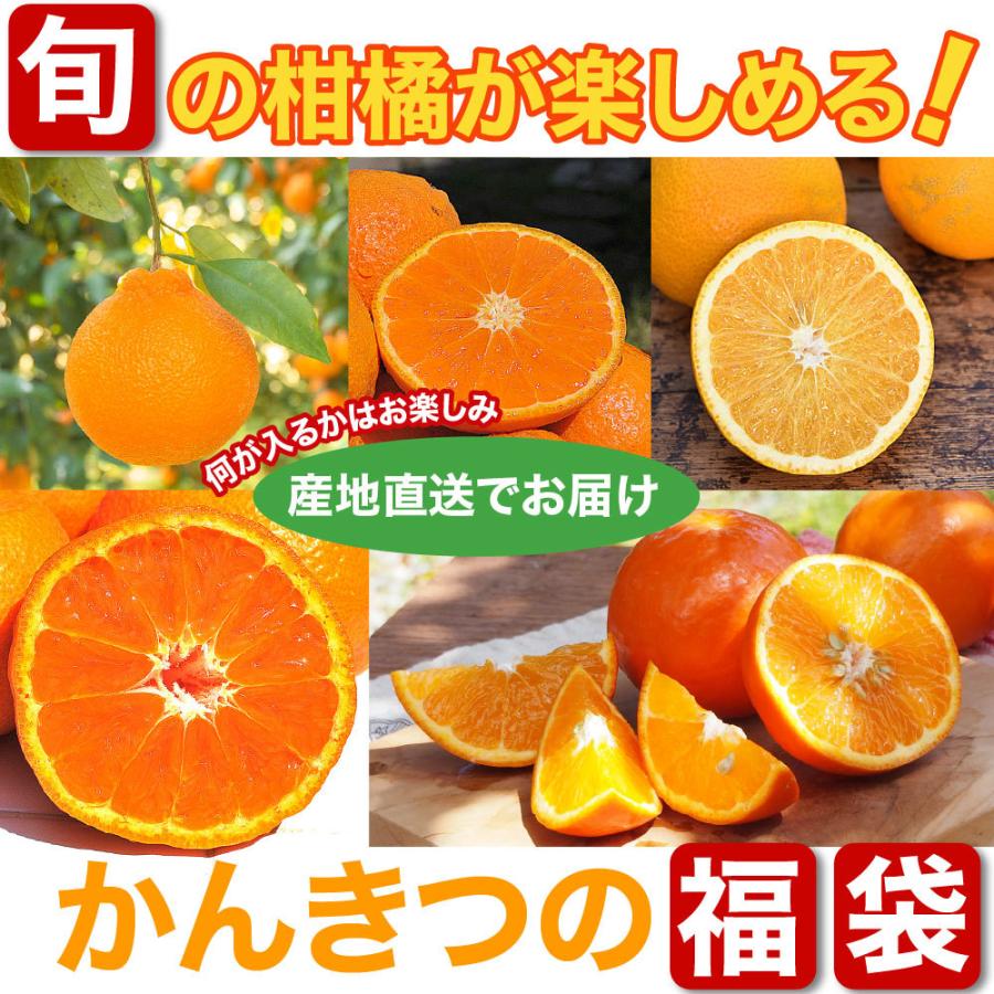 みかん 詰め合わせ かんきつ類 10kg みかん以外 和歌山みかん 送料無料 防腐剤 不使用 北海道 沖縄 送料 770円 お取り寄せ フルーツ Zzz1 10 伊藤農園 ジュースと果実 Yahoo 店 通販 Yahoo ショッピング