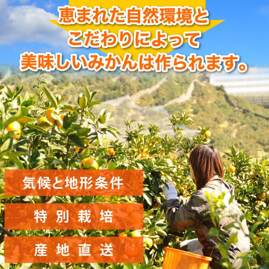 柑橘詰め合わせ みかん かんきつ類 5kg みかん以外 和歌山みかん 送料無料 防腐剤 不使用 甘夏 カラマンダリン セミノール お取り寄せ フルーツ｜ito-noen｜12