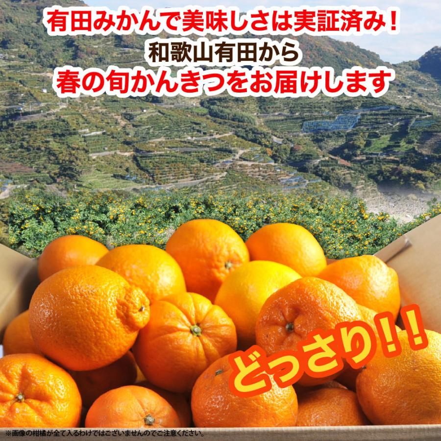 柑橘詰め合わせ みかん かんきつ類 5kg みかん以外 和歌山みかん 送料無料 防腐剤 不使用 甘夏 カラマンダリン セミノール お取り寄せ フルーツ｜ito-noen｜06