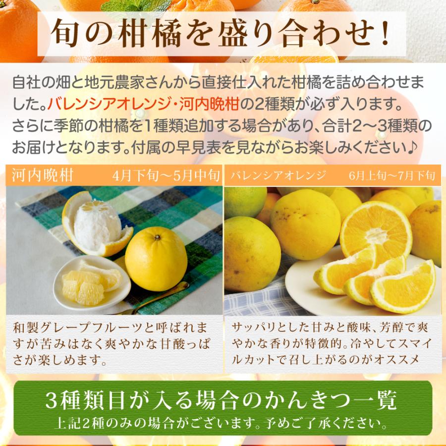 伊藤農園 みかん 詰め合わせ かんきつ類 訳あり 10kg 和歌山みかん