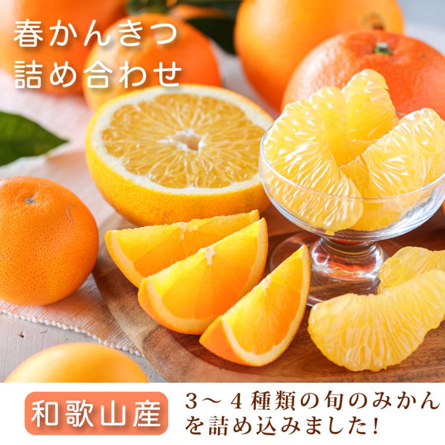 伊藤農園 みかん 詰め合わせ かんきつ類 訳あり 10kg 和歌山みかん