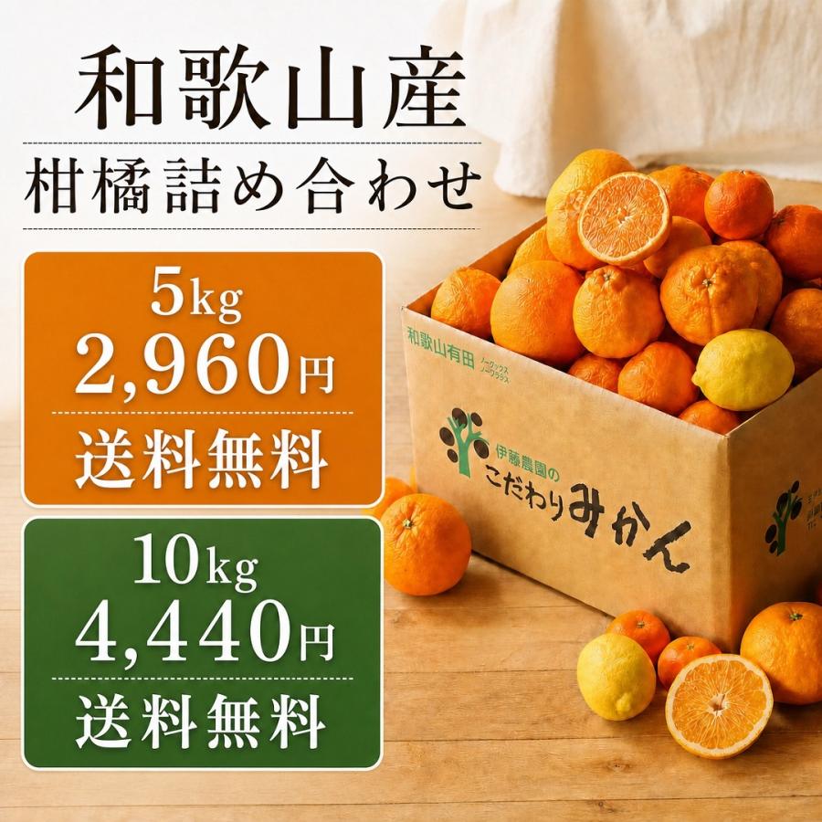 伊藤農園 みかん 詰め合わせ かんきつ類 訳あり 5kg 和歌山みかん 送料