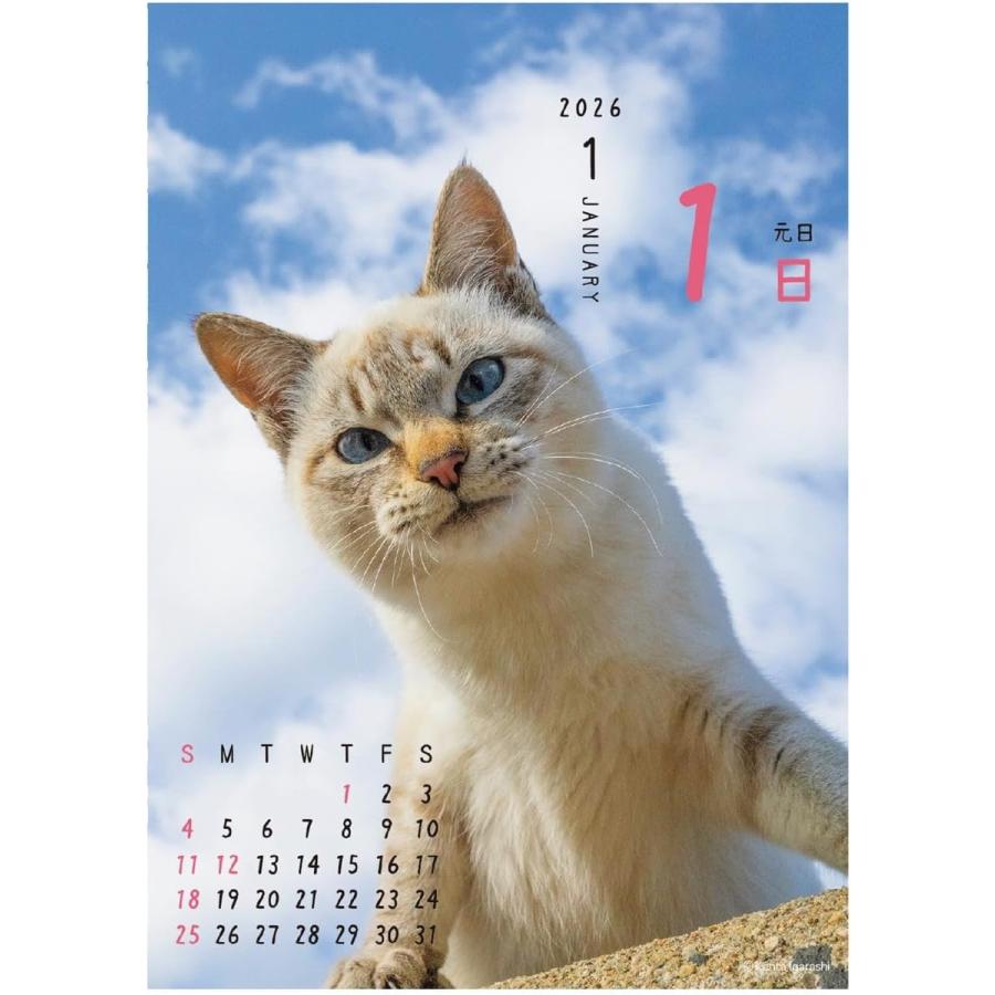 APJ 2026年 卓上 カレンダー (日始) ニャン！！めくり/ 五十嵐