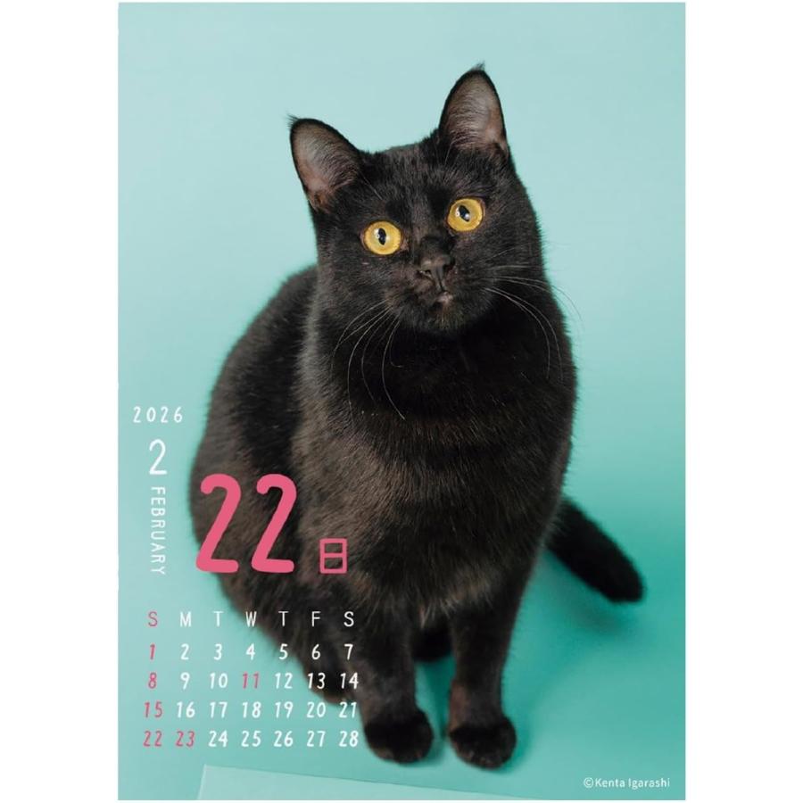 APJ 2026年 卓上 カレンダー (日始) ニャン！！めくり/ 五十嵐