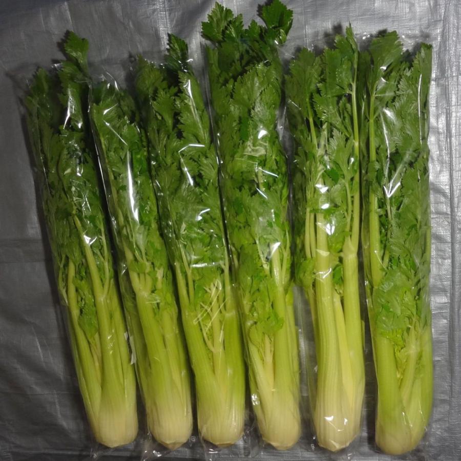 セロリ セルリ 1株 福岡産 B 10 伊都野菜園 通販 Yahoo ショッピング
