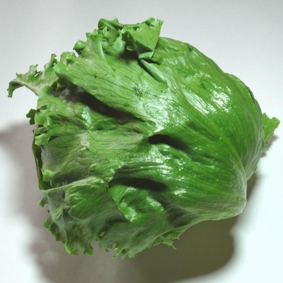 レタス 1玉 福岡産その他国内産r B 15 伊都野菜園 通販 Yahoo ショッピング