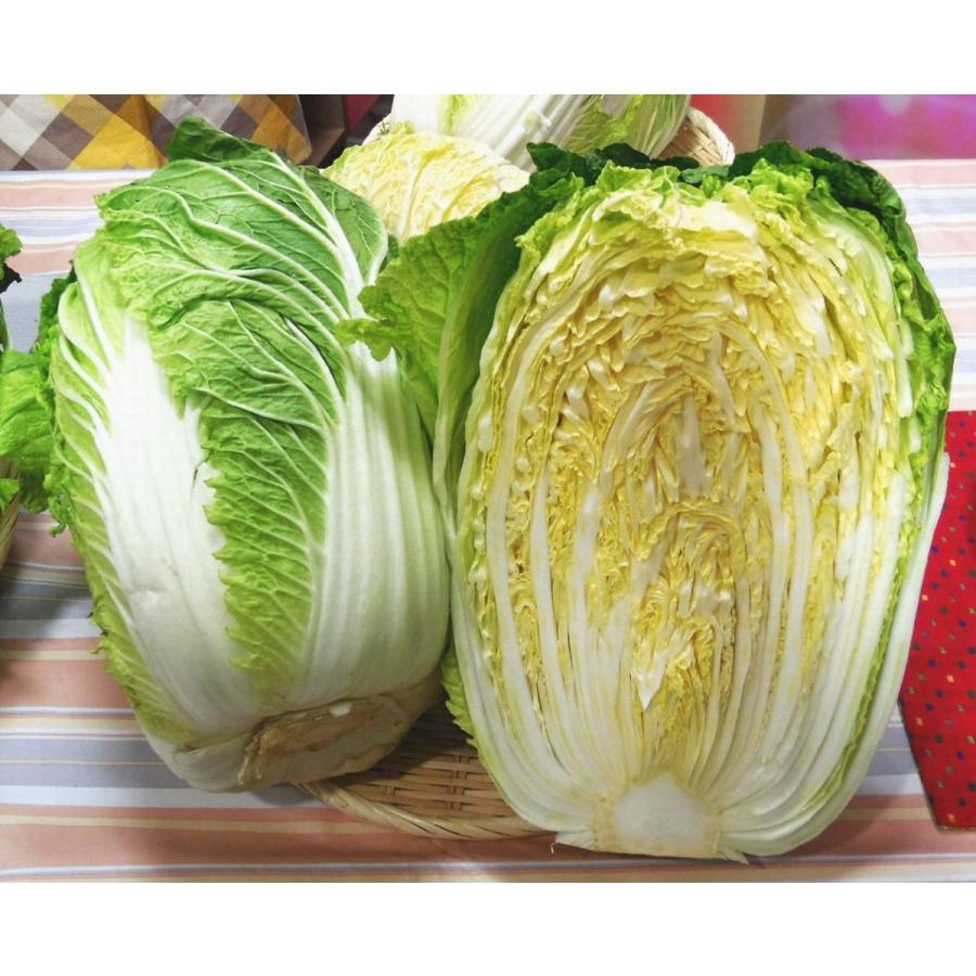 【2021新作】 76％以上節約 白菜 1 2 福岡産 国内産r balmoro.com balmoro.com
