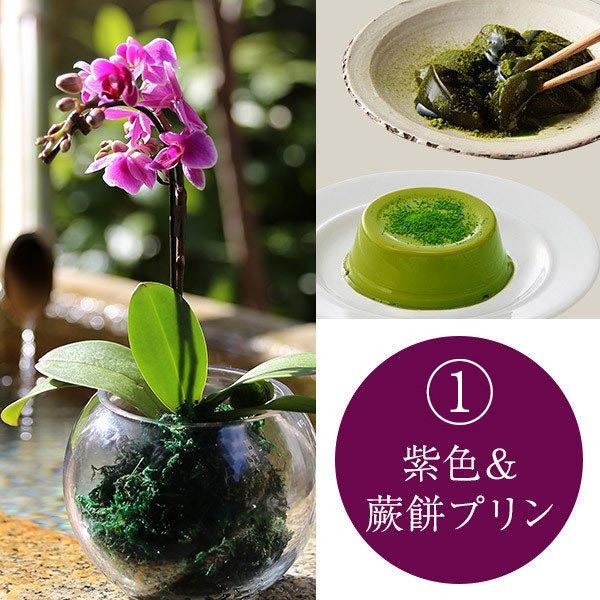 お中元 スイーツ 21 苔玉胡蝶蘭と宇治抹茶カステラ Or 抹茶わらび餅 プリン 送料無料 伊藤久右衛門 京都 お土産 伊藤久右衛門 Paypayモール店 通販 Paypayモール