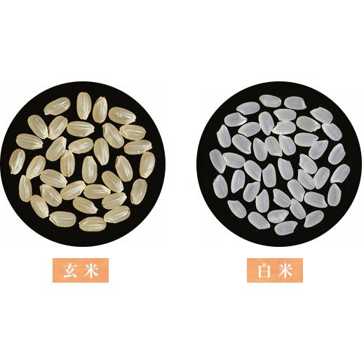 令和6年 秋田県産 サキホコレ 特別栽培米 白米2kg : 秋田の伊藤 令和6年 秋田県産 サキホコレ 特別栽培米 白米2kg : 秋田の伊藤