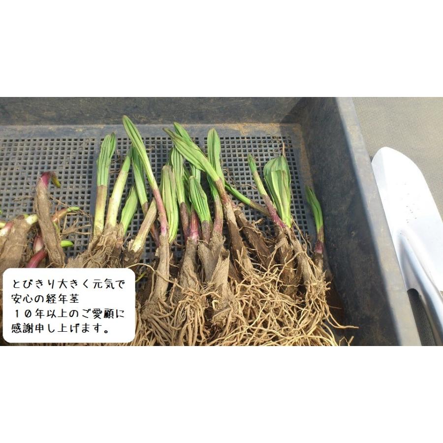 行者にんにく苗(4〜5年生の経年茎)(20本)栽培説明書付き 行者にんにく苗(4〜5年生の経年茎)(20本)栽培説明書付き