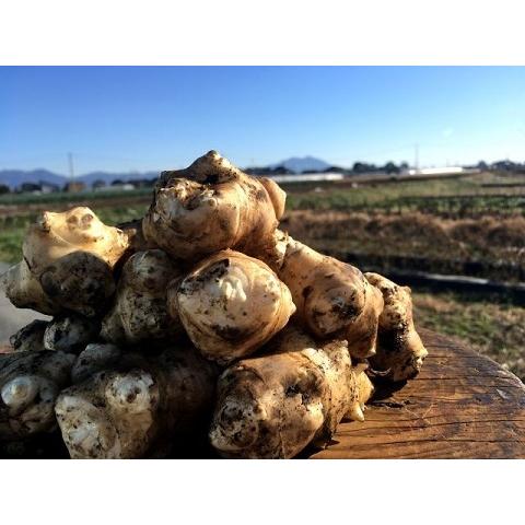 菊芋（キクイモ）の種芋（１０個）栽培期間中農薬化学肥料不使用・栽培説明書付き｜itomedetashi｜02