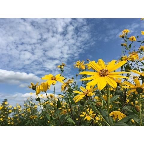 菊芋（キクイモ）の種芋（１０個）栽培期間中農薬化学肥料不使用・栽培説明書付き｜itomedetashi｜03