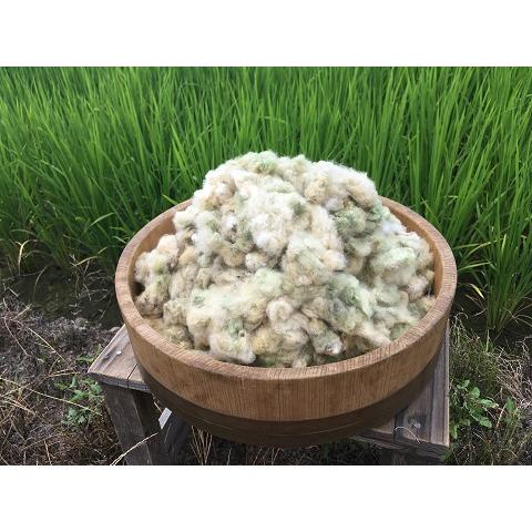 洋綿　種あり 実綿（洋綿緑）種付き綿300g（栽培期間中農薬・化学肥料不使用）・2024