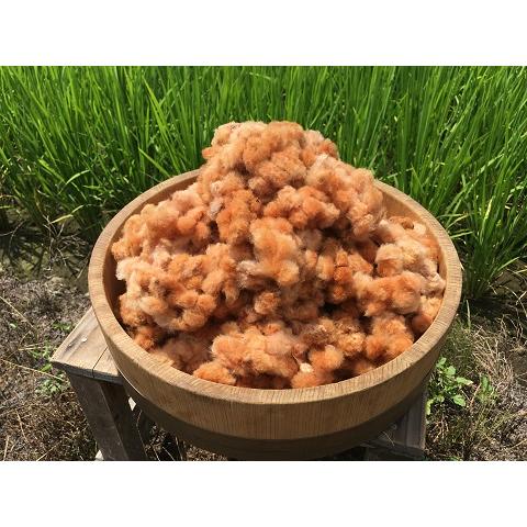 実綿（洋綿赤）種付き綿350g（栽培期間中農薬・化学肥料不使用）・2024