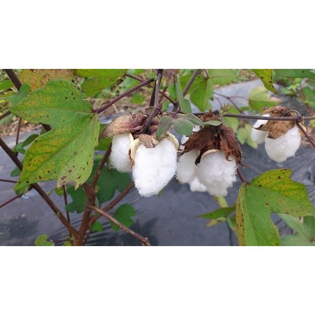 無農薬栽培 綿の種 2022年のクリスマス 和綿 ３０粒 真岡木綿 ※栽培説明書付き 正規店
