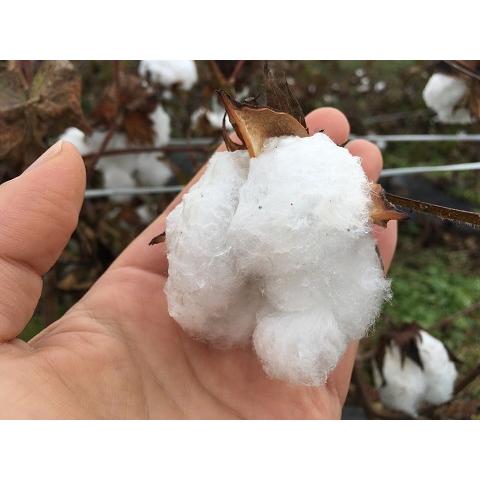 出荷 無農薬栽培 綿の種 アップランド綿 ３０粒 栽培説明書付き Aynaelda Com