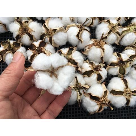 出荷 無農薬栽培 綿の種 アップランド綿 ３０粒 栽培説明書付き Aynaelda Com