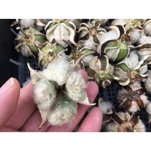 無農薬栽培 綿の種 緑綿 ３０粒 栽培説明書付き Npz37qygsa メデタシ種苗ヤフー店 通販 Yahoo ショッピング